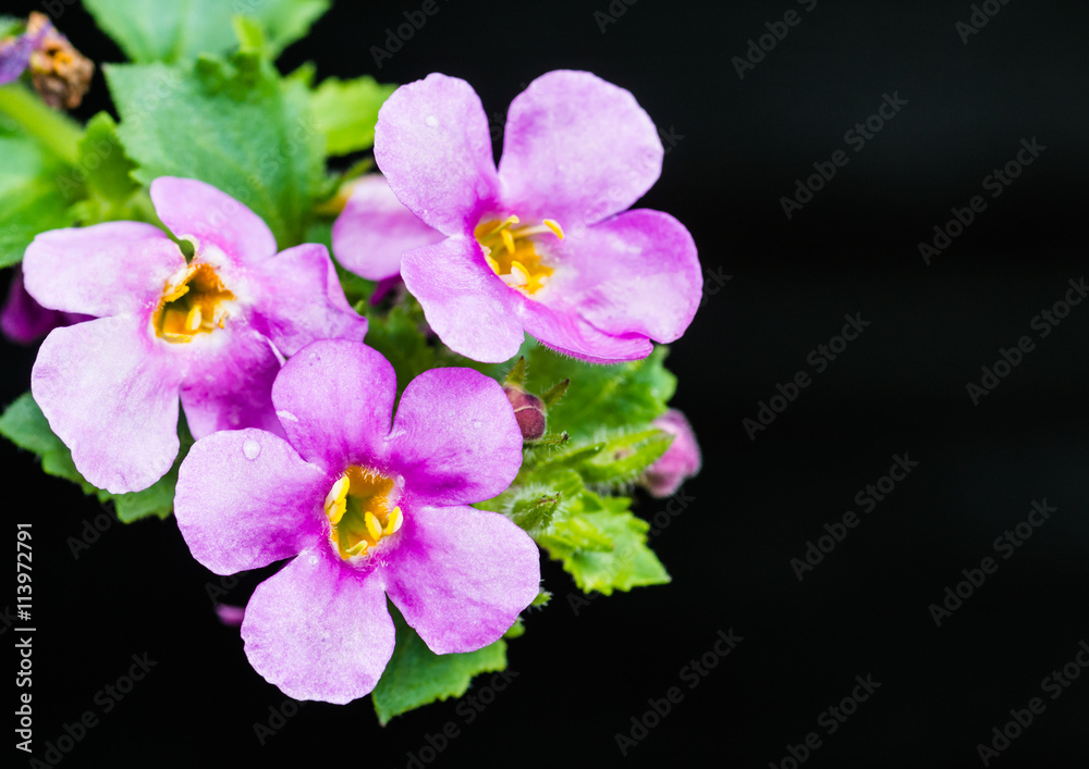 Fototapeta premium Pink Bacopa On Black
