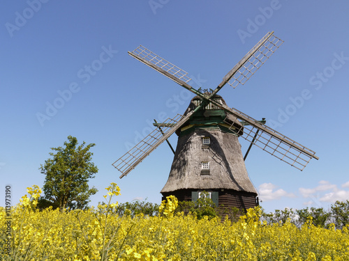 Windmühle im Rapsfeld in Ostholstein