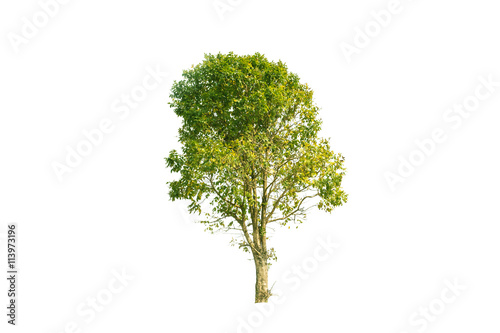 isolated deciduous tree on a white background