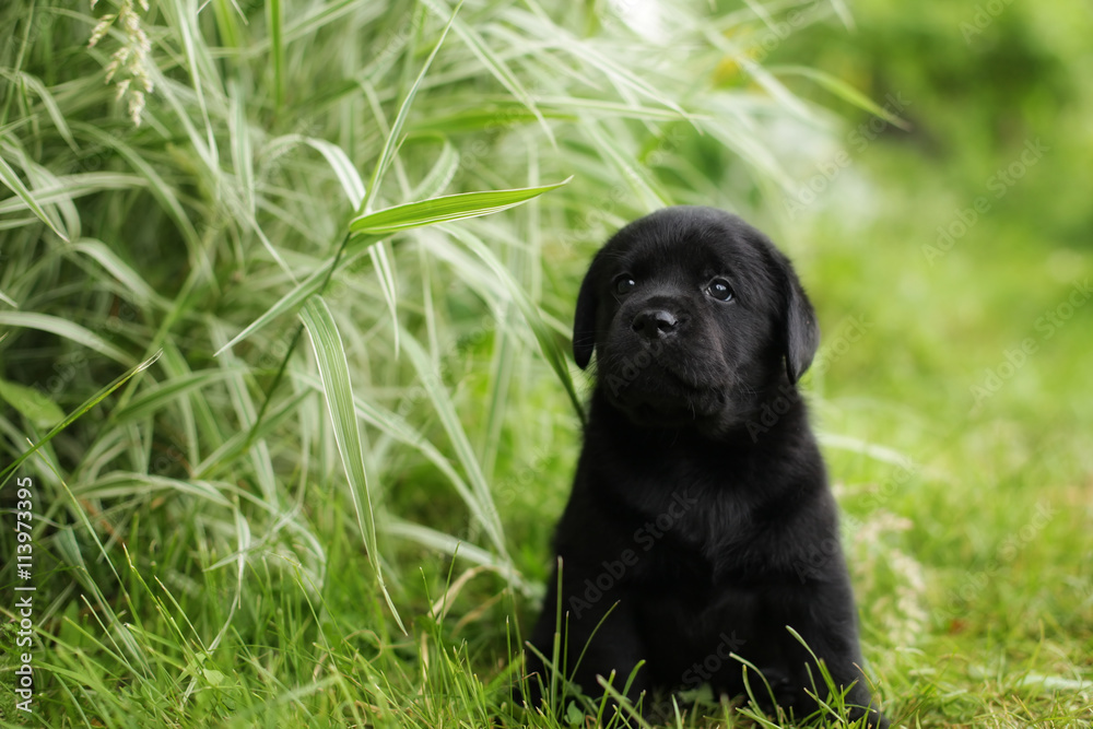 beautiful black pedigree Labrador puppy beautiful black pedigree Labrador puppy