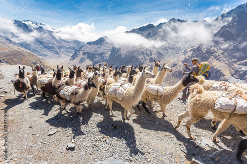 Canvas Print Llamas herd carrying heavy load, Bolivia mountains.