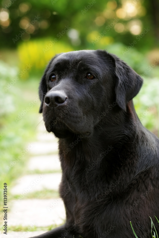 beautiful black Labrador dog Retriever