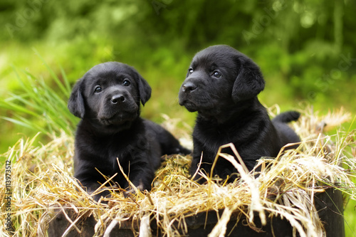 two beautiful purebred black puppy dog Labrador