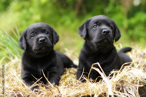 two beautiful purebred black puppy dog Labrador