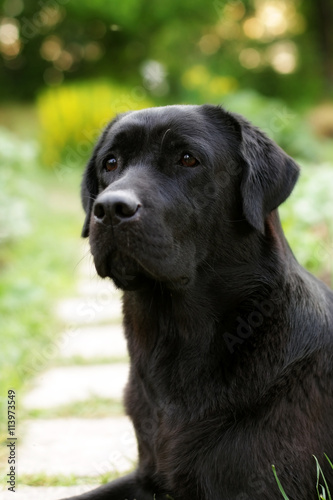 beautiful black Labrador dog Retriever © Anna Goroshnikova