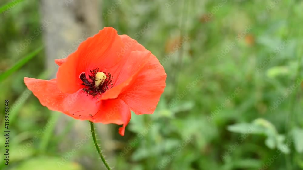 Early morning in the garden. Red poppy, covered with dew, swinging in the breeze. Silence and freshness. The scattered light Early morning in the garden. Red poppy, covered with dew, swinging in the breeze. Silence and freshness. The scattered light