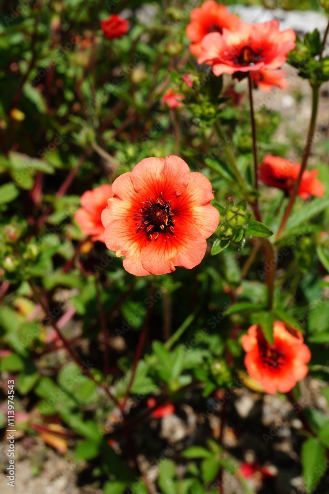 Red and orange cinquefoil flowers (potentilla nepalensis) Red and orange cinquefoil flowers (potentilla nepalensis)