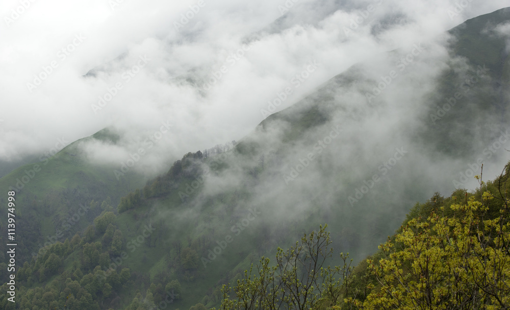 Summer landscape in the mountains.