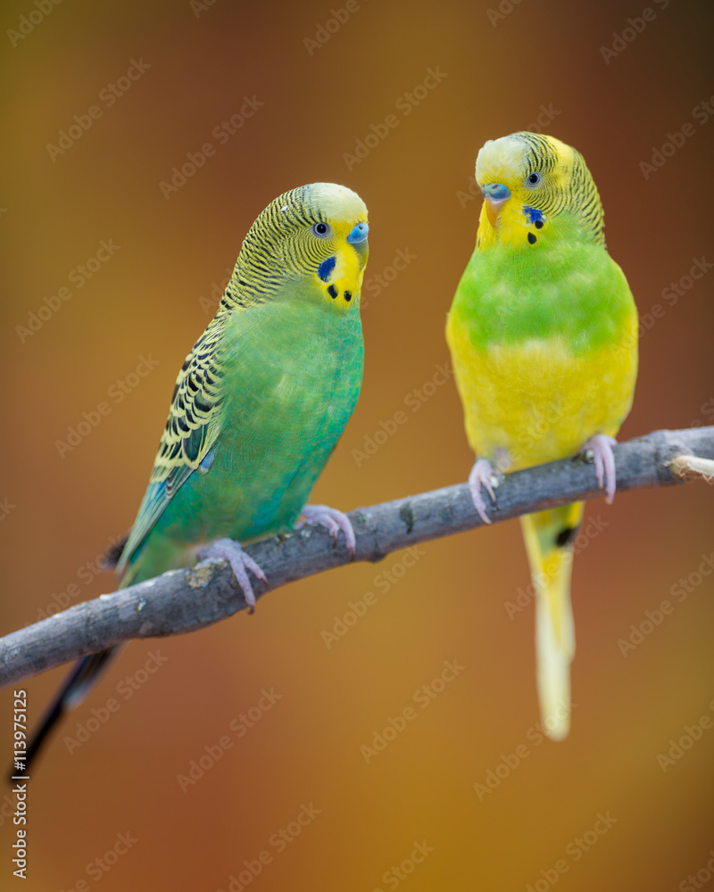 Obraz premium ParPair of yellow and green parakeets perched on bare branchakeets