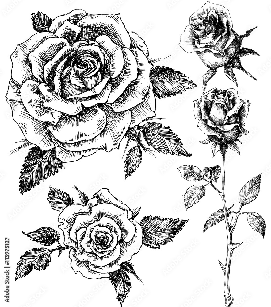 Fototapeta premium Zestaw kwiatów. Ręcznie rysowane wektor róży, styl wytrawiania