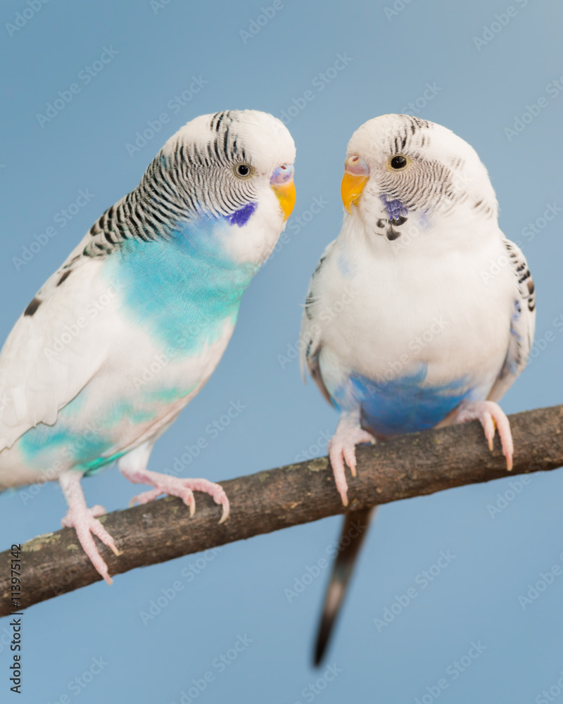 Pair of blue and white parakeets perched on bare branch Pair of blue and white parakeets perched on bare branch