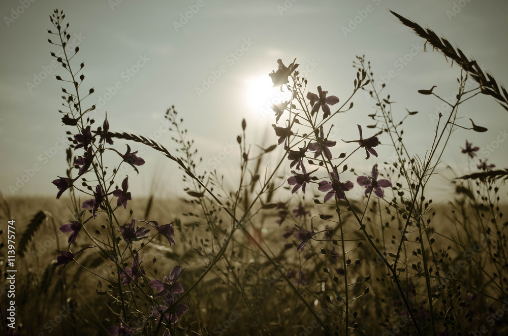 Obraz premium Poppy, cornflowers and rapeseed in the field. Blooming wildflowers