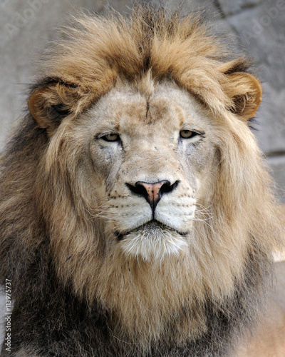 Fototapeta Naklejka Na Ścianę i Meble -  African lion (Panthera leo)