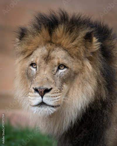 Male lion closeup portrait