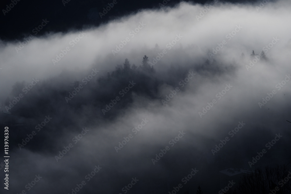 Forest in the mountains in the clouds with fog