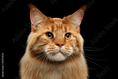 Close-up Portrait of Adorable Ginger Maine Coon Cat Curious Looking in Camera Isolated on Black Background  Front view