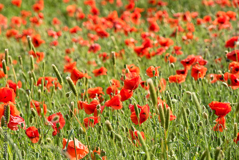 Red corn poppies in an agricultural field