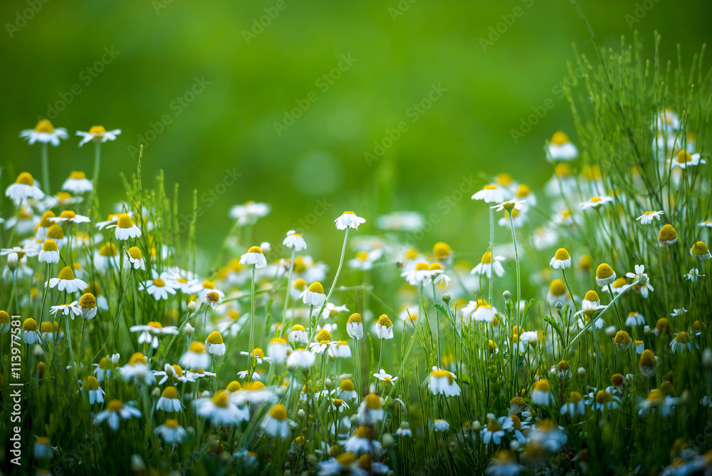 Obraz premium Amazing chamomile field. Summer flowers .