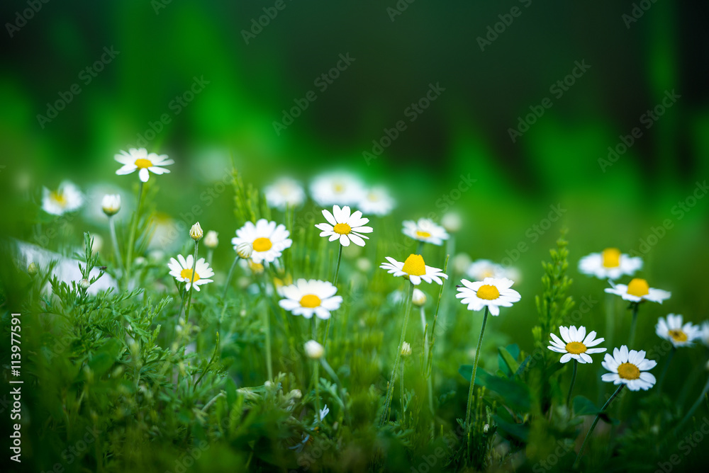 Fototapeta premium Niesamowite pole rumianku. Letnie kwiaty.