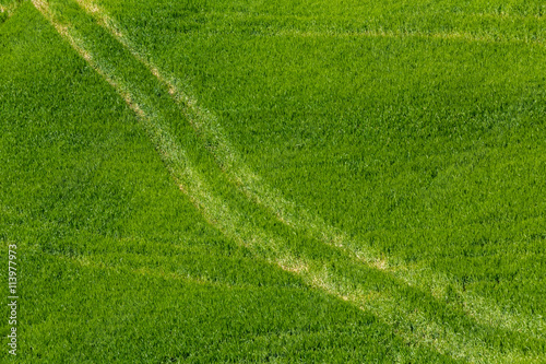 Crop-field