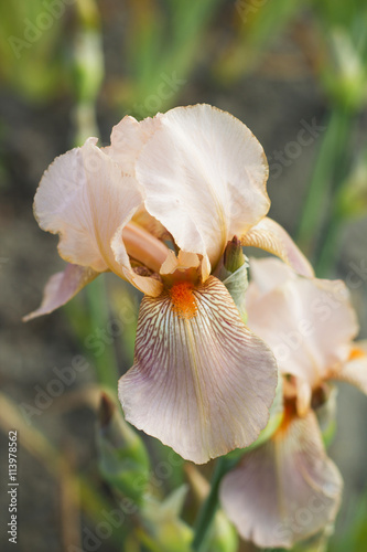 Iris flower with light pink petals 