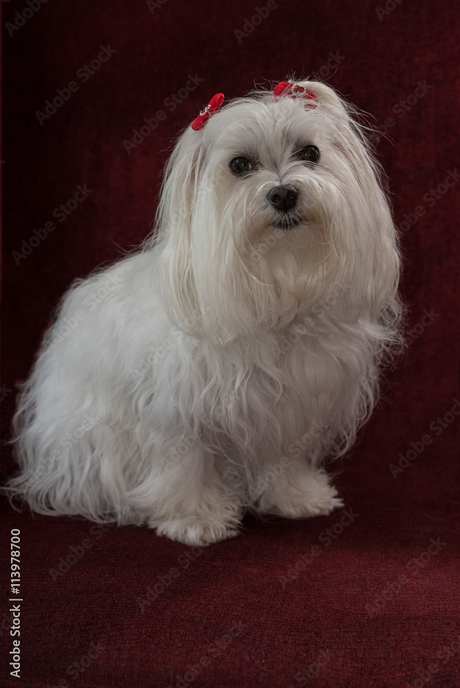 Maltese / Maltese with red bows sitting on a red velvet chair Maltese / Maltese with red bows sitting on a red velvet chair