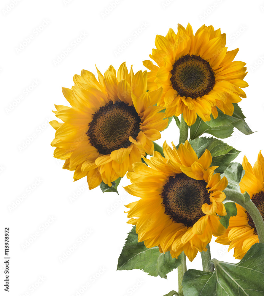 Naklejka premium Group sunflower vertical isolated on white background as poster design element