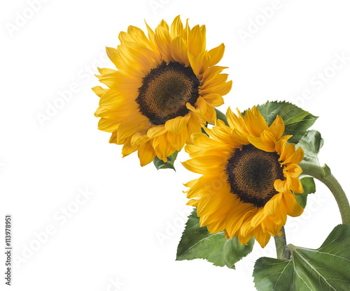 Fototapeta Naklejka Na Ścianę i Meble -  Double sunflower isolated on white background as package and poster design element