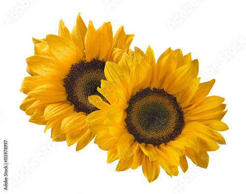 2 sunflower isolated on white background as package design element