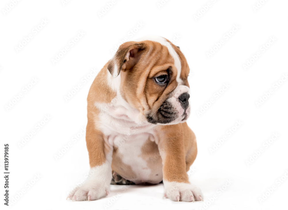 Sad bulldong puppy