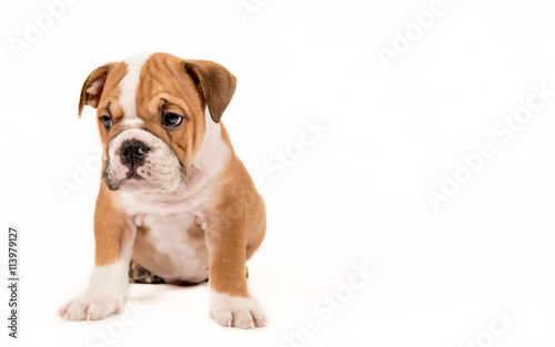 Sad bulldong puppy © ltummy