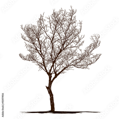 silhouette dead tree without leaves. isolated plant vector