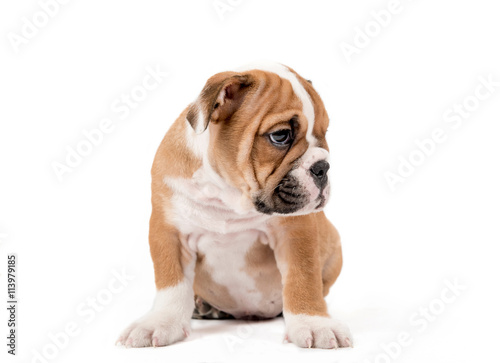 Sad bulldong puppy