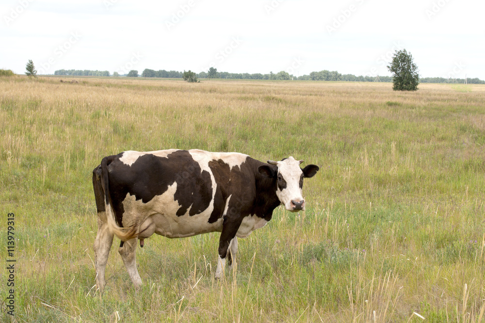 cow standing in the grass