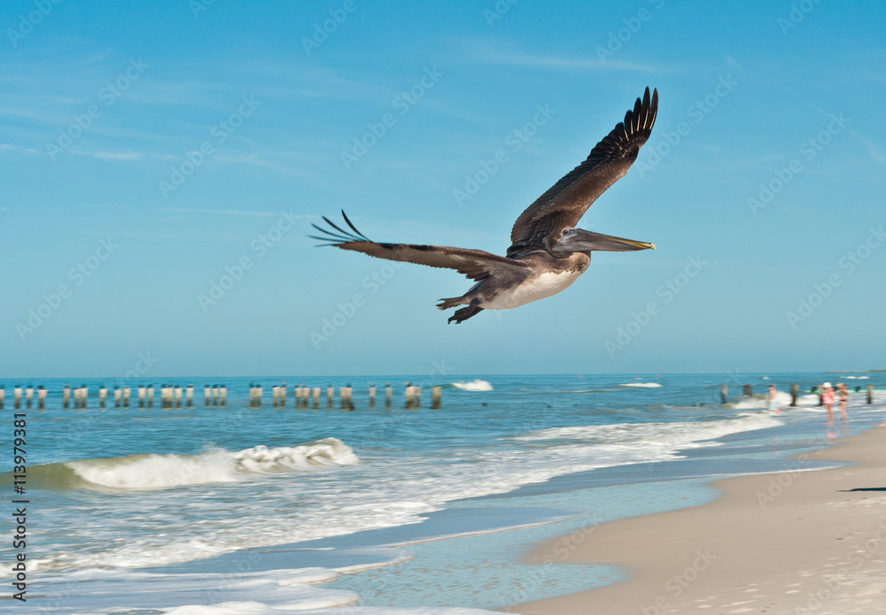 Brown Pelican flying over tropical shoreline