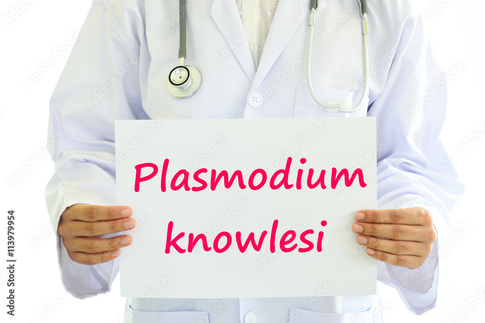 Doctor holding Plasmodium knowlesi card in hands
Doctor holding Plasmodium knowlesi card in hands