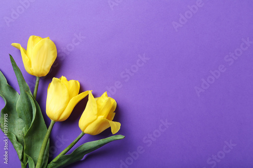 Bouquet of yellow tulips on a purple background