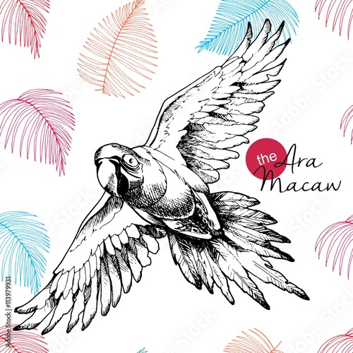 Vector hand drawn illustration of ara macaw parrot. Engraved vintage style exotic bird collection decorated with palm leaves. Wild animals portrait.