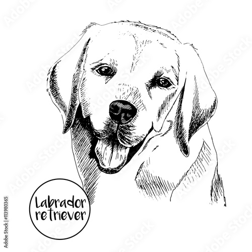 Vector close up portrait of labrador retriever. Hand drawn domectic dog illustation. Vintage engraved style. Isolated on white background.