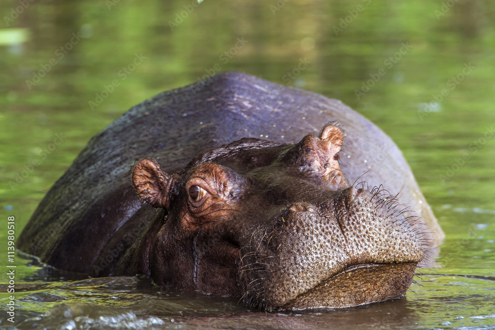 Hippopotamus in Kruger National park, South Africa Hippopotamus in Kruger National park, South Africa