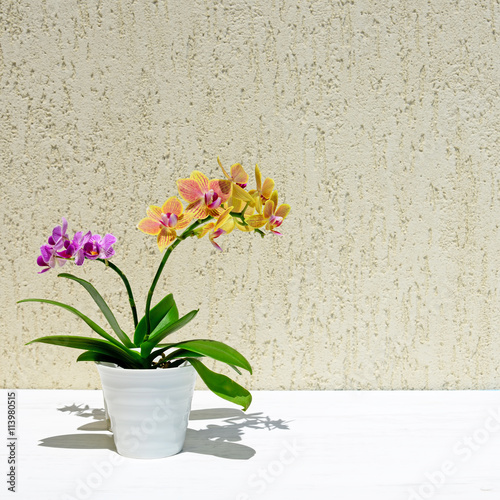 Fototapeta Naklejka Na Ścianę i Meble -  Two small orchids on wooden background