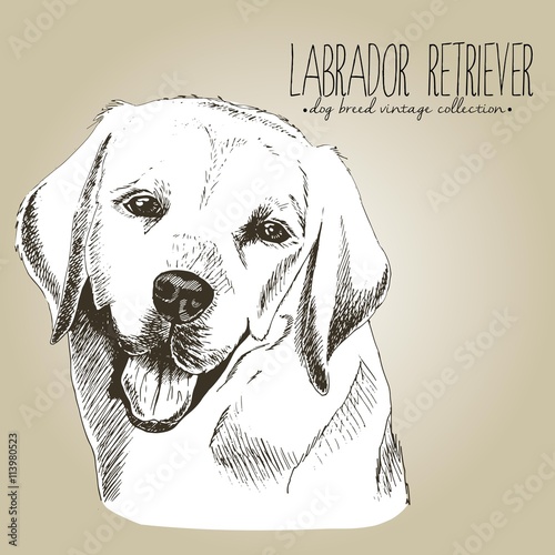 Vector close up portrait of labrador retriever. Hand drawn domestic pet dog illustration in shebby vintage style. Isolated on craft brown background.