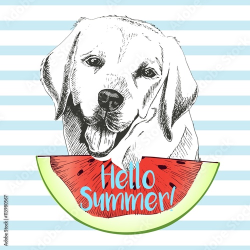 Vector hand drawn illustration of labrador retriever dog eating the watermelon slice. Hello summer. Isolated on light blue strips. fresh fashion vibrant summer poster.