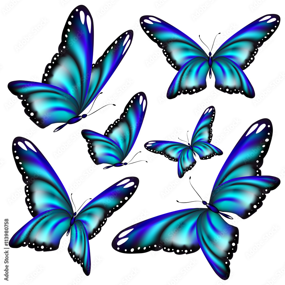 butterflies design butterflies design