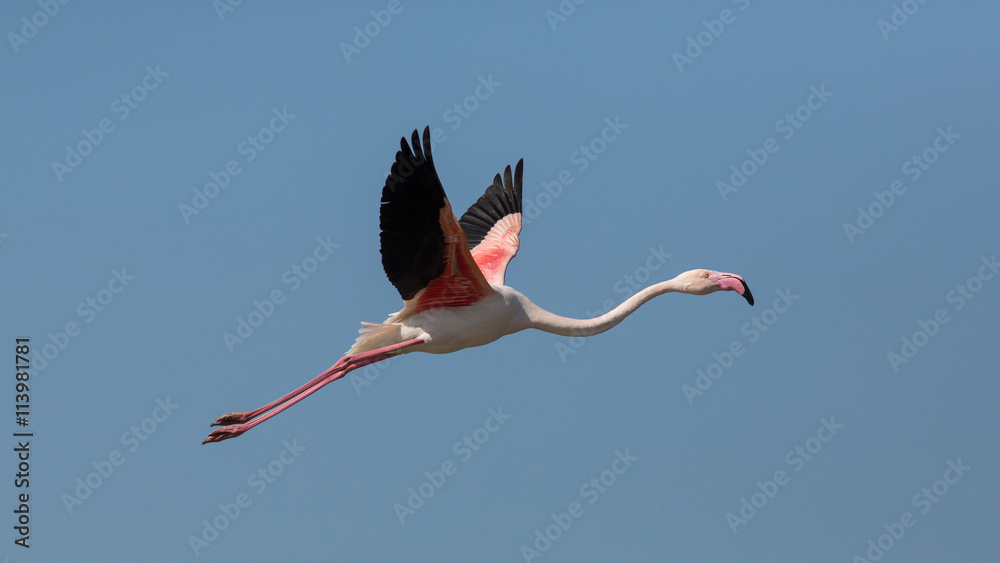 Naklejka premium Flying Greater flamingo (Phoenicopterus roseus), Camargue, France