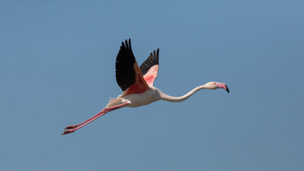 Poster Flamingo Vliegende flamingo boven Camargue  © lnichetti