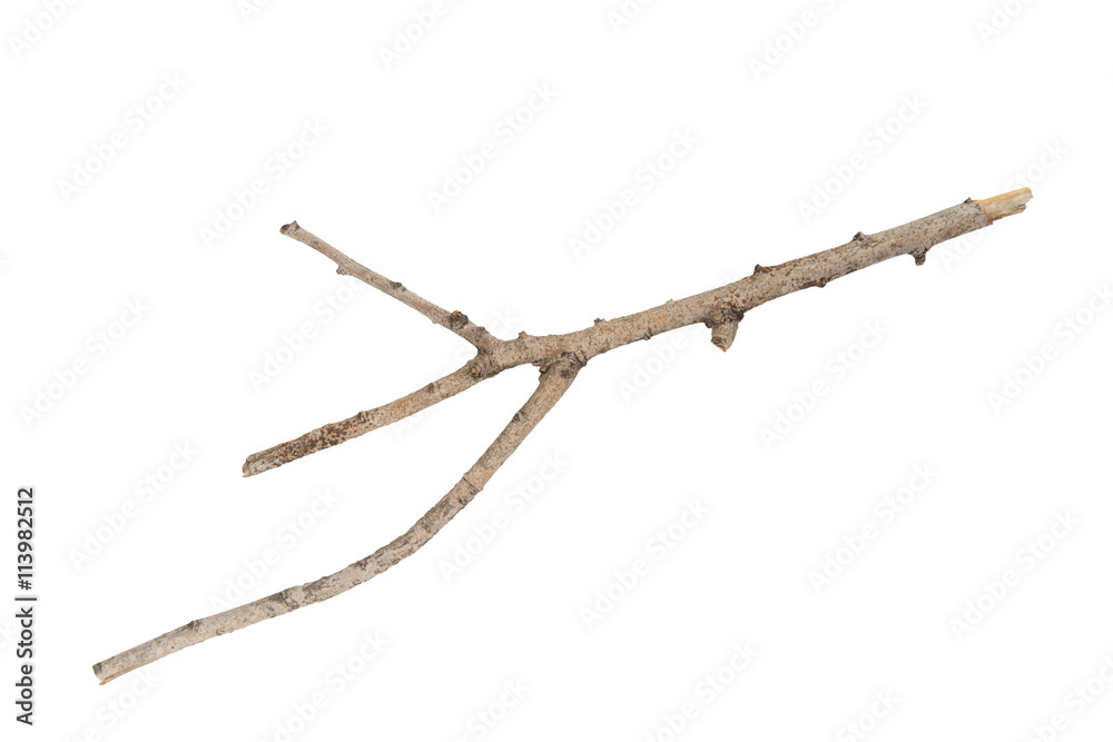 branch