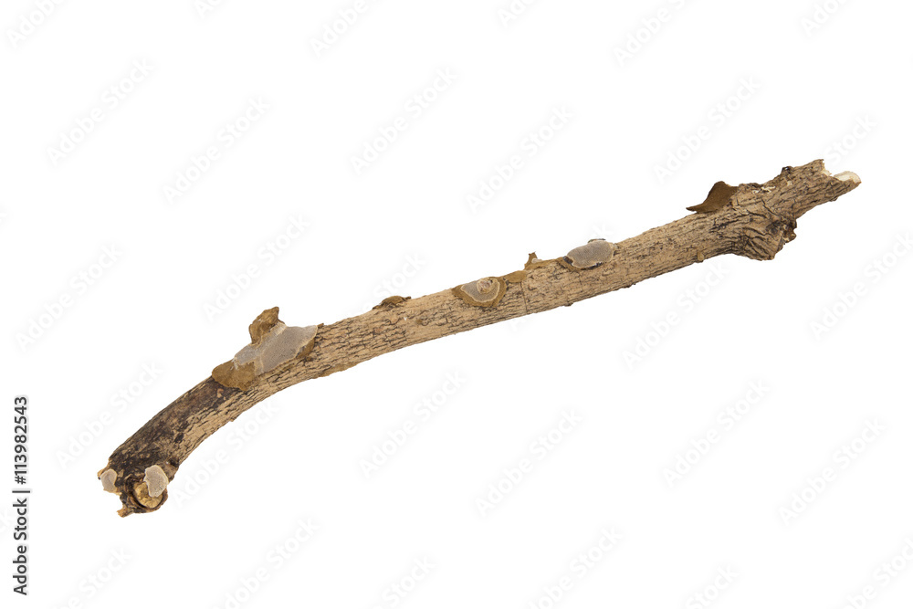 branch branch