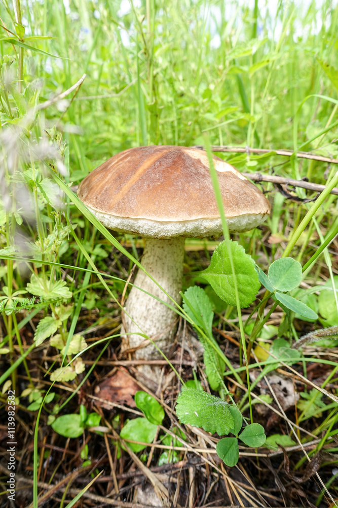 Mushroom boletus Mushroom boletus