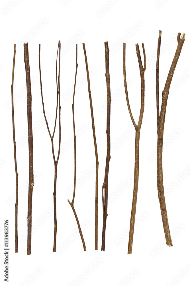 twig